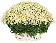 Цветочная композиция из Ромашки в корзине #REPLACE_PRED# Журавлёвке